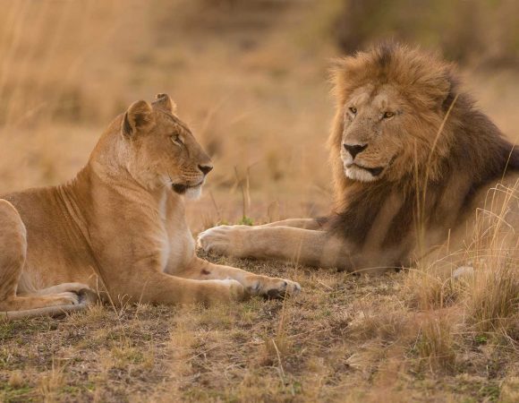 Tanzania Explorer Safari